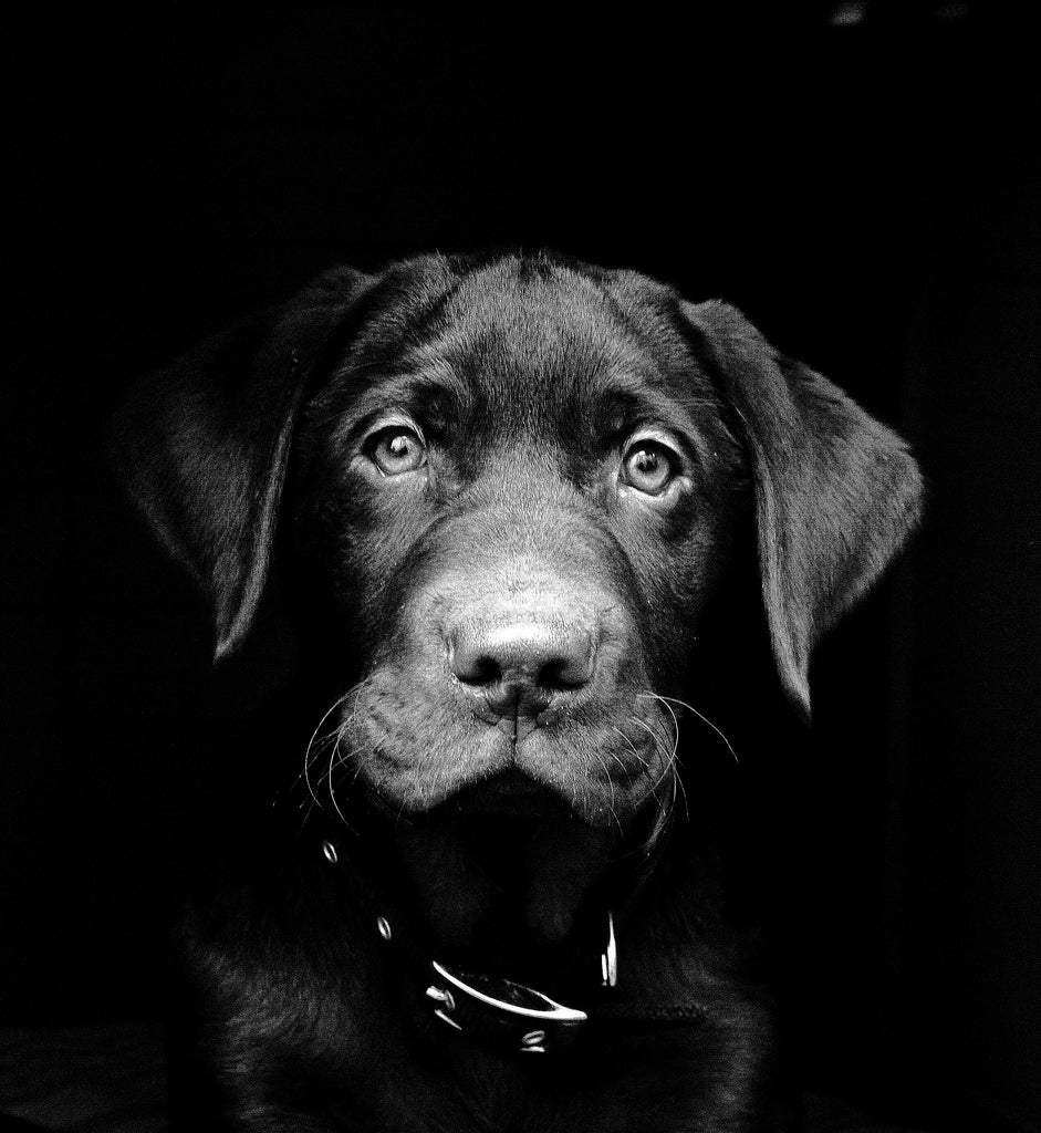 Black Friday and Cyber Monday Deals for your Dog 2017